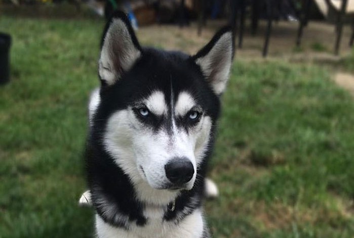 2.kucheto-sfakja-deka-e-prelazhano-i-pravi-izraz-na-liceto-koj-slatko-kje-ve-nasmee