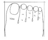 (3) Обликот на прстите на нозете може да ви каже многу за вашиот карактер