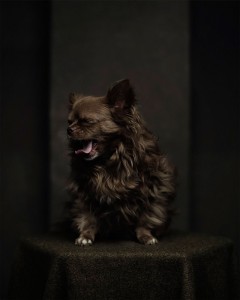 Животински портрети кои покажуваат силни „човечки“ емоции