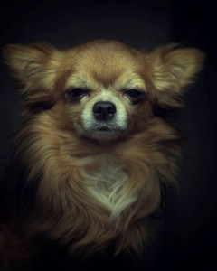 Животински портрети кои покажуваат силни „човечки“ емоции