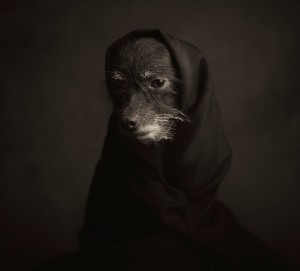 Животински портрети кои покажуваат силни „човечки“ емоции