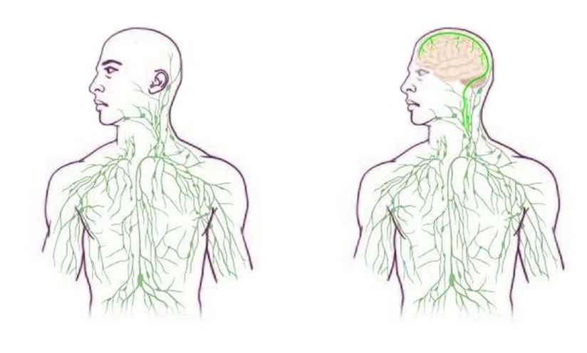 Научниците откриле неверојатна поврзаност во телото за која досега не се знаело дека постои