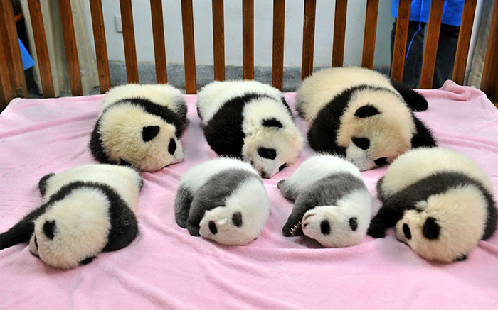 (1) Градинка за панди: Најслаткото место на планетата Земја