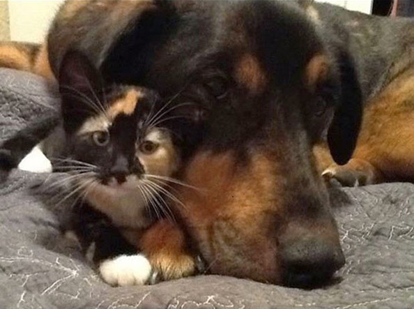 Кучето Чарли умрело пред 2 недели од рак. мачката Скаут го сакала повеќе од сè.