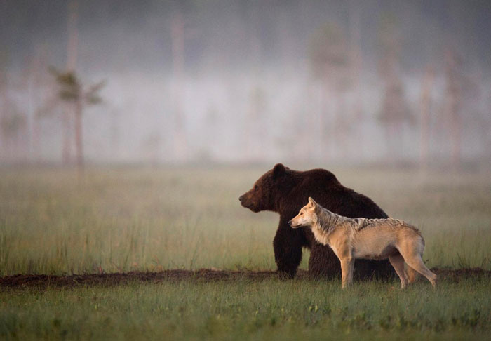 (1) Погледнете го ова необично пријателство помеѓу мечка и волк
