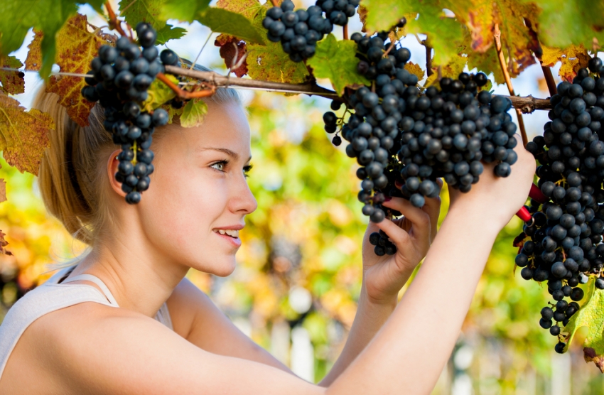 Диета со грозје: Изгубете 5 килограми во рекордно време