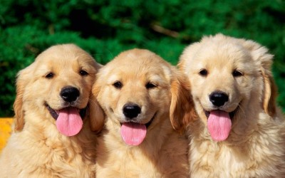 Зошто кучињата се толку среќни кога ќе нè видат?
