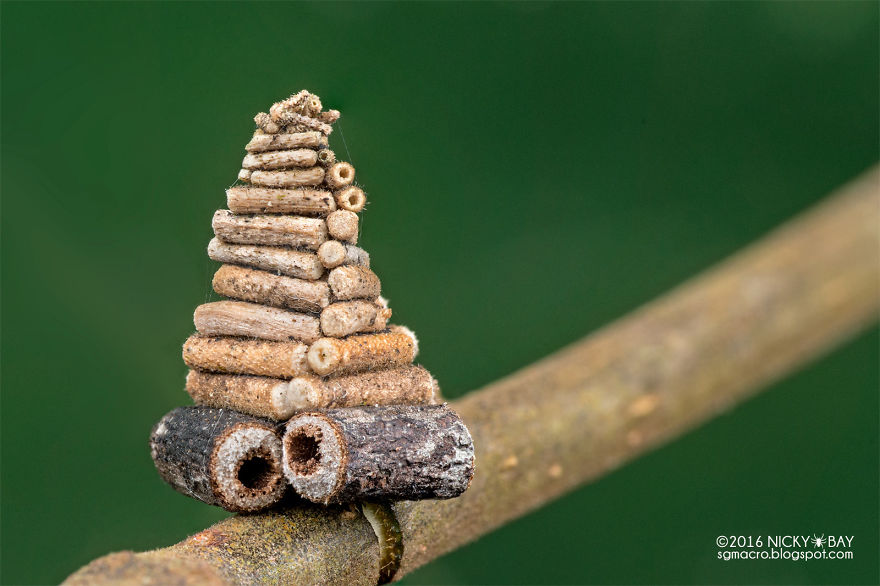 Дрвена колиба - гасеница на молец собира и крши мали стапчиња за да направи детално изработена, спирална дрвена колиба за живеење