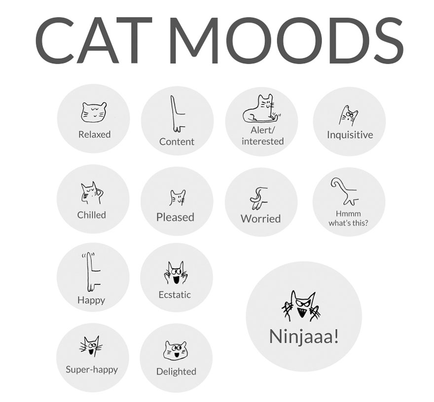 Расположението на мачките објаснето преку смешни илустрации