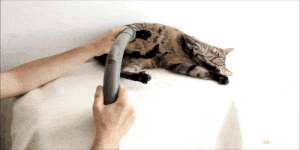 12 причини зошто жените кои чуваат мачки се најдобри сопруги