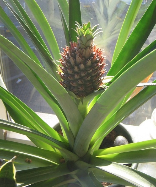 9 растенија кои може да ги одгледувате во вашата кујна