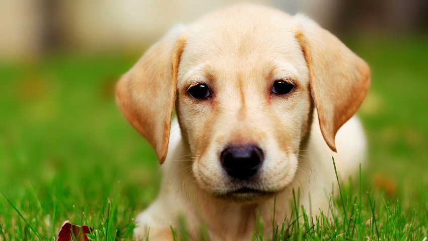 26 нешта кои ќе разберат само сопствениците на кучиња