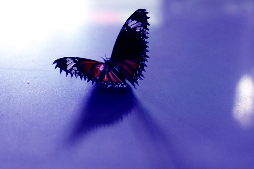 15 бизарни факти кои ќе посакате да не ги дознаевте