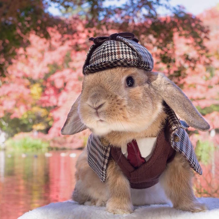 Ова елегантно и дотерано зајаче е најдобриот модел кој неговата сопственичка може да го посака