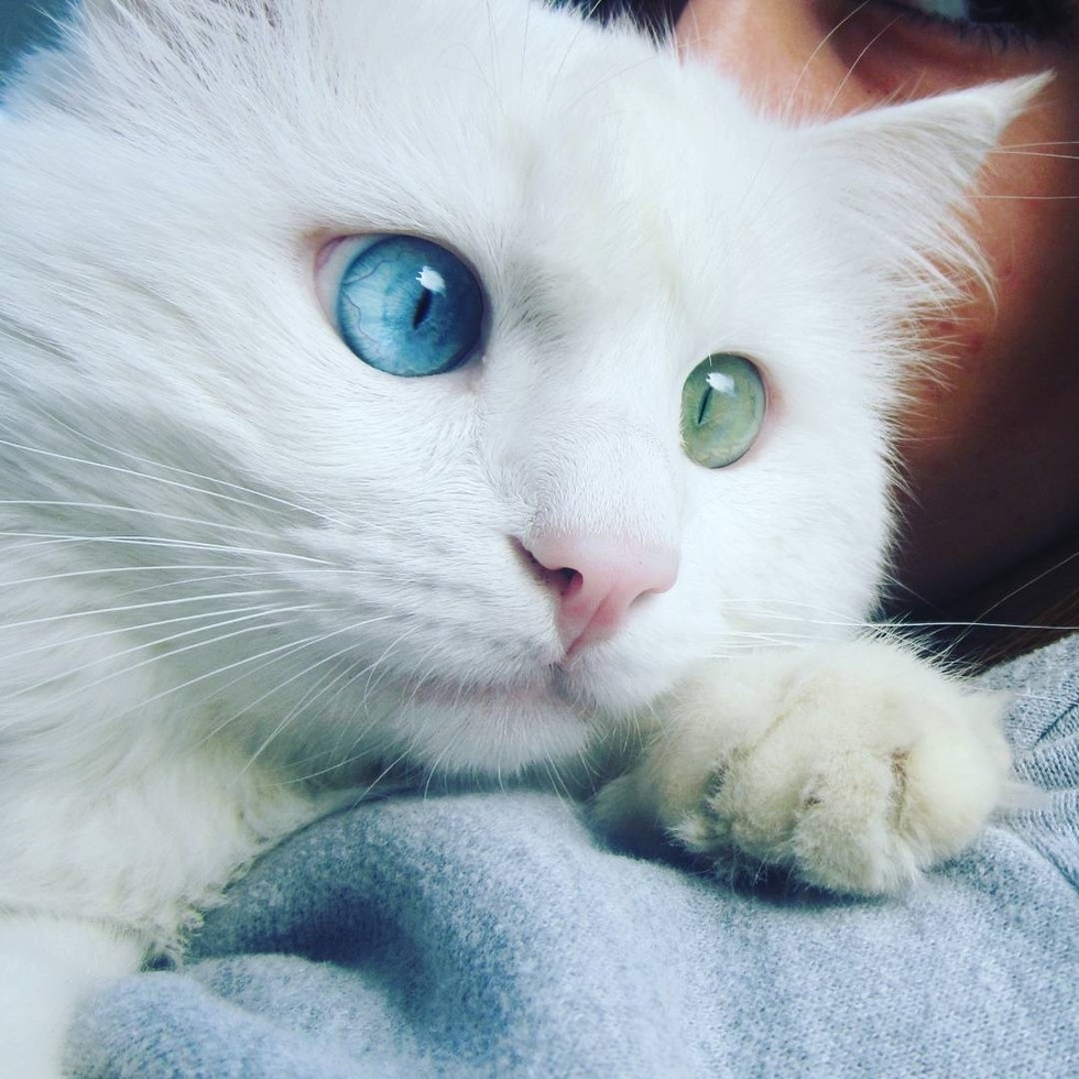 Запознајте го Алос: Мачето со најхипнотизирачките очи во различна боја