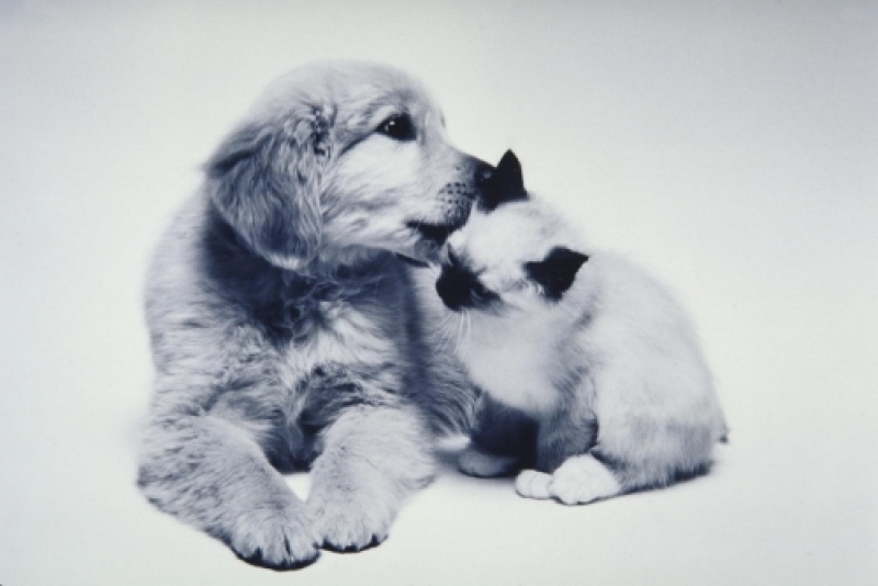 Фотографии кои ја покажуваат едноставната вистина: Мачињата и кучињата се најдобри пријатели