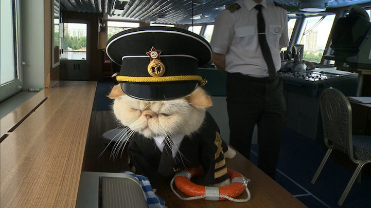 Ова маче е најслаткиот морнар на бродот 