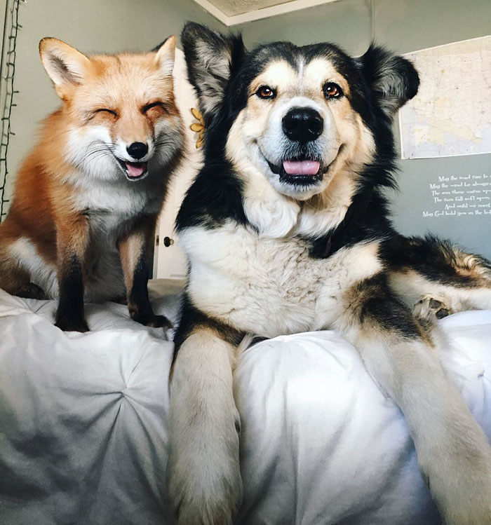 Верно и неочекувано пријателство: Лисица и кутре не сакаат да се разделуваат