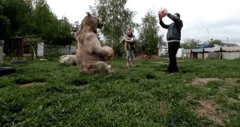 (2) Необично руско семејство: Мајка, татко и мечка како домашно милениче