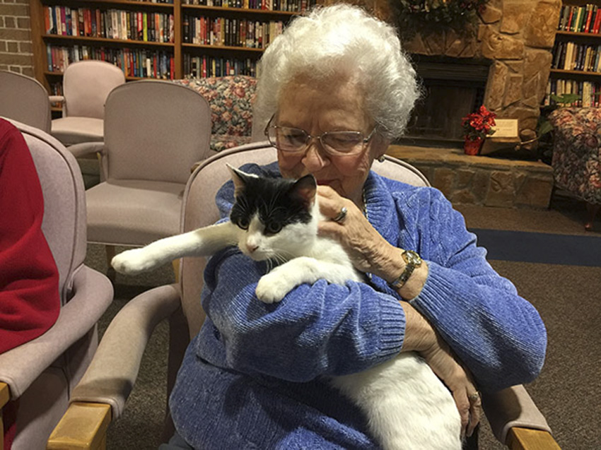 (0) Прекрасна идеја: Стари мачки одат во посета домови за пензионери
