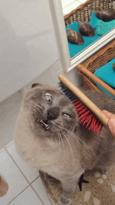 Оваа мачка неизмерно ужива во масажа