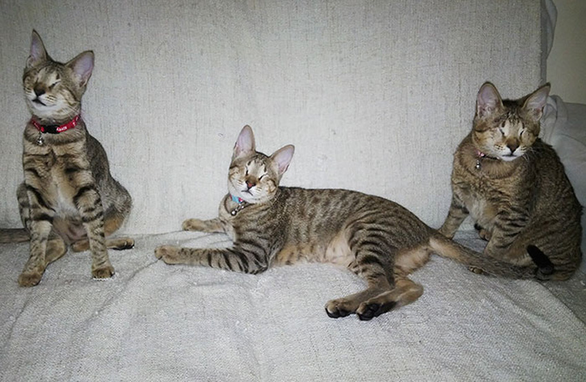 (10) Приказна што го стоплува срцето: Никој не ги сакал овие 3 слепи мачиња, но на крајот им се насмевнала среќата