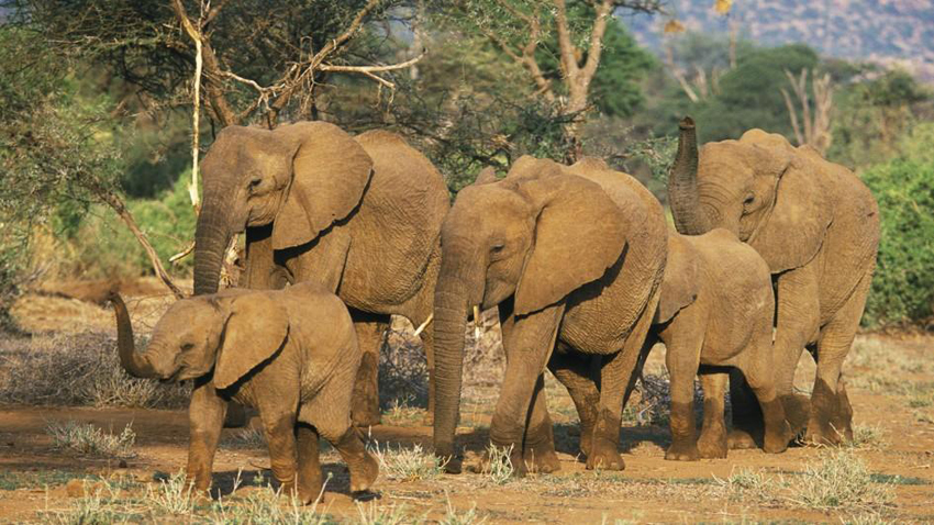 (1) Многу животни немаат баби, но слоновите ја имаат таа среќа да растат покрај нив