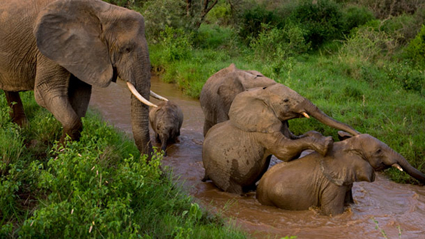 (2) Многу животни немаат баби, но слоновите ја имаат таа среќа да растат покрај нив