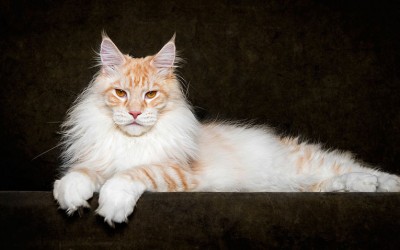 Неверојатни митски суштества: Достоинствената убавина на мејн кун мачките уловена на фотографии