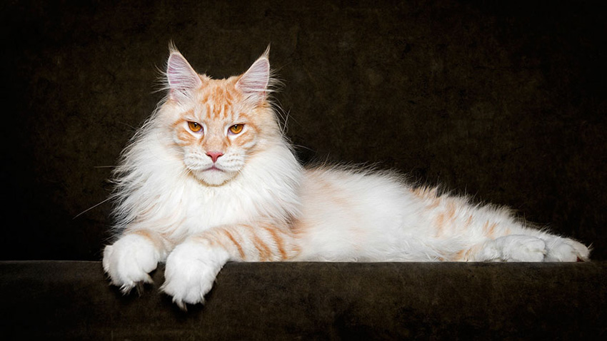 Неверојатни митски суштества: Достоинствената убавина на мејн кун мачките уловена на фотографии