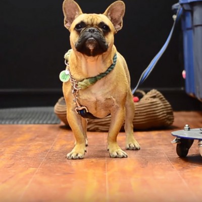 Неодолив француски булдог изјавува љубов со зборови!