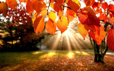 Прекрасни цитати за есента кои ќе ве убедат да го засакате ова годишнo време