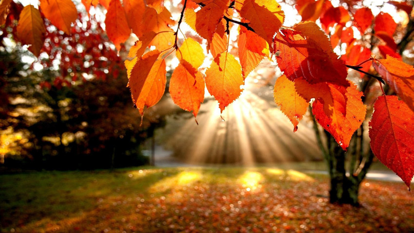 Прекрасни цитати за есента кои ќе ве убедат да го засакате ова годишнo време