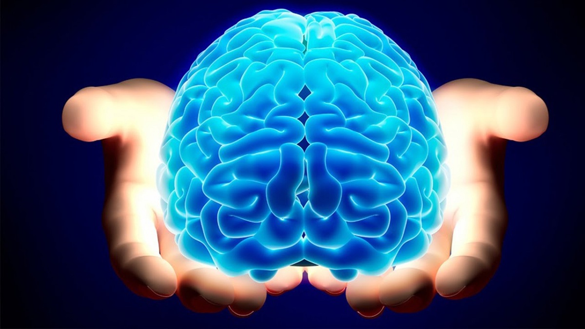 Знаете ли за што е одговорен секој дел од мозокот?
