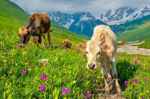 Како изгледа светот низ очите на различни животни?