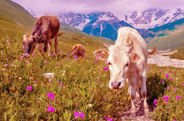 Како изгледа светот низ очите на различни животни?