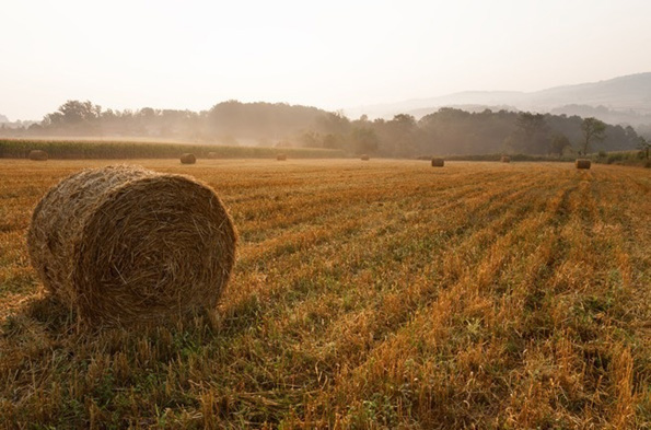 Како изгледа светот низ очите на различни животни?