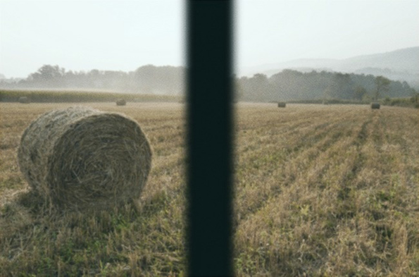 Како изгледа светот низ очите на различни животни?