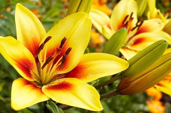 Како изгледа светот низ очите на различни животни?