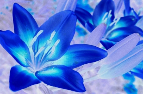 Како изгледа светот низ очите на различни животни?