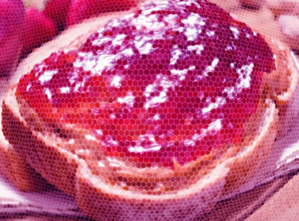 Како изгледа светот низ очите на различни животни?