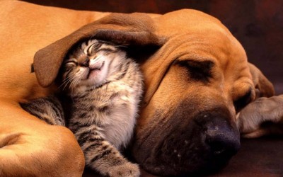 Неодоливи фотографии што ја покажуваат љубовта меѓу мачките и кучињата