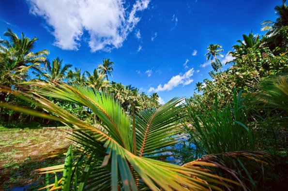 Како изгледа светот низ очите на различни животни?