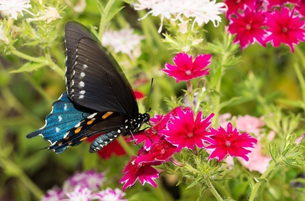 Како изгледа светот низ очите на различни животни?