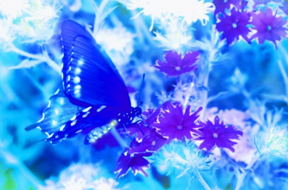 Како изгледа светот низ очите на различни животни?