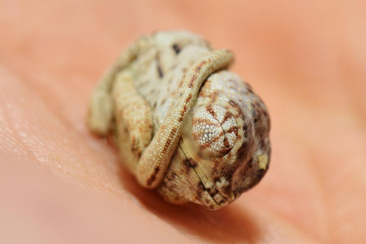 Прекрасни фотографии: Бебе камелеон не знае дека излегло од јајцето