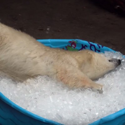 Среќно поларно мече задоволно си игра во базен полн со мраз