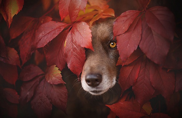 Уживање во есен: Фотограф покажува портрети на кучиња
