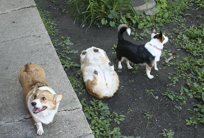 (1) Забавни фотографии од кучиња коишто нема да можете да ги гледате без да се изнасмеете