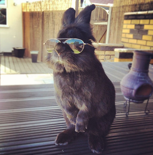 Зајаче со очила за сонце стана главна ѕвезда во фотографиите на Фотошоп мајсторите